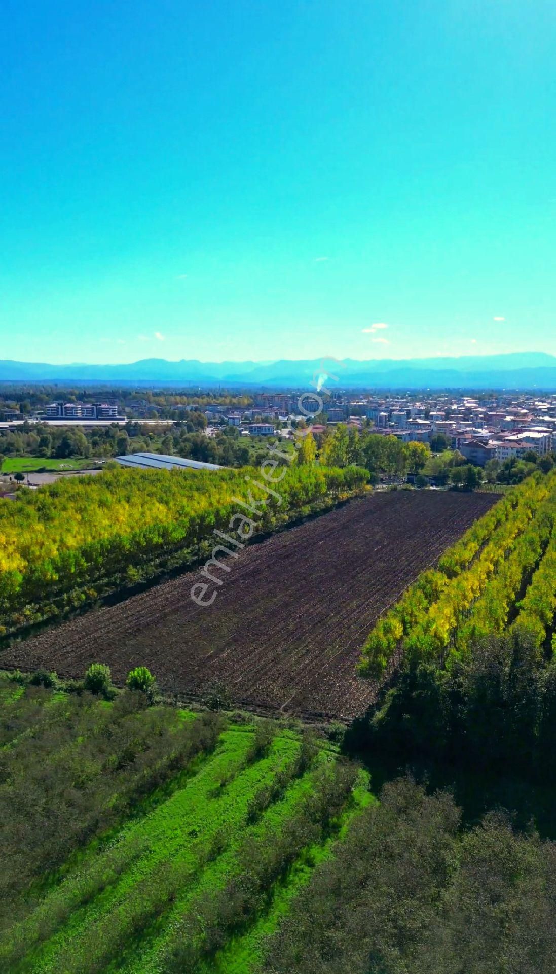 Truva/nazım Demirci'den Çarşamba Bafracalı Satılık 16dönüm Arazi - Görsel 7