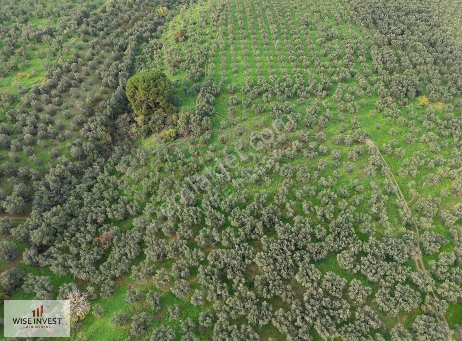 Karacaali Kısmi Deniz Manzaralı Zeytinlik - Görsel 2