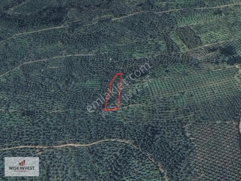 Karacaali Kısmi Deniz Manzaralı Zeytinlik