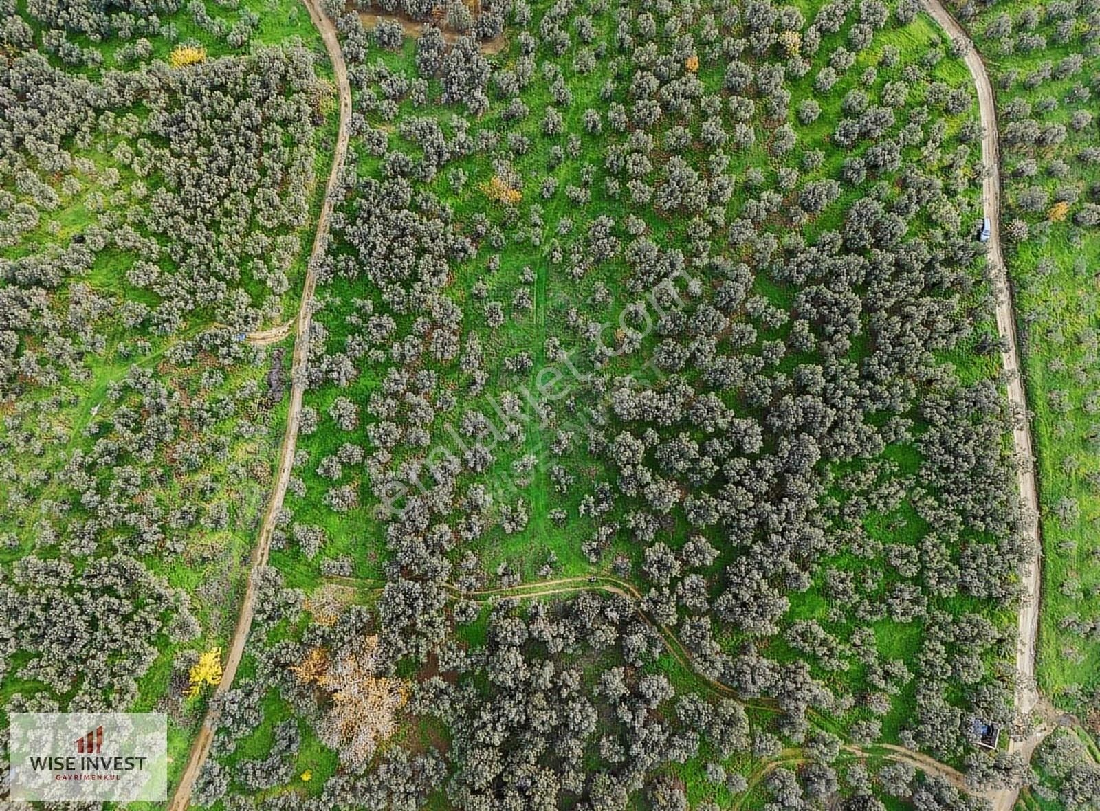 Gemlik Karacaali De Satılık Zeytinlik - Görsel 7