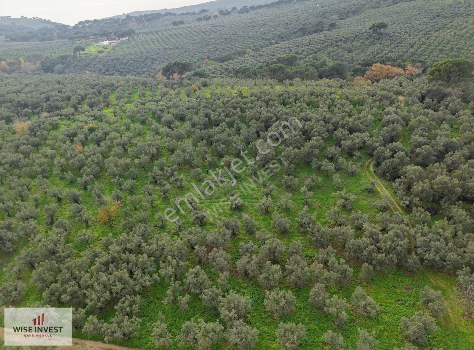 Gemlik Karacaali De Satılık Zeytinlik - Görsel 9