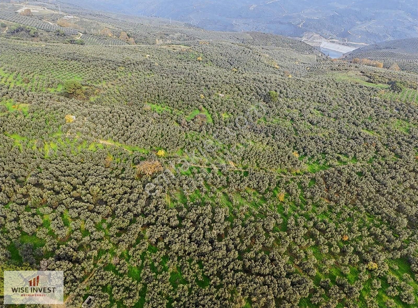 Gemlik Karacaali De Satılık Zeytinlik