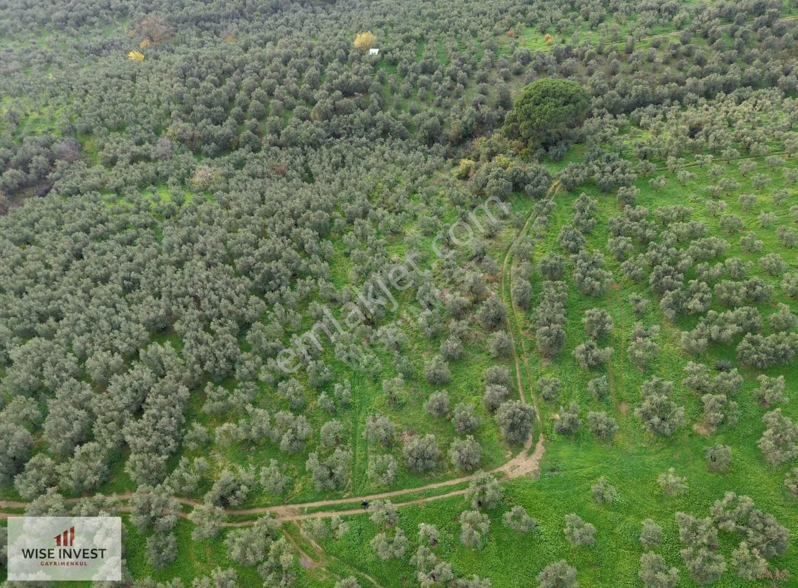 Karacaali De Küçük Parça Zeytinlik - Görsel 2