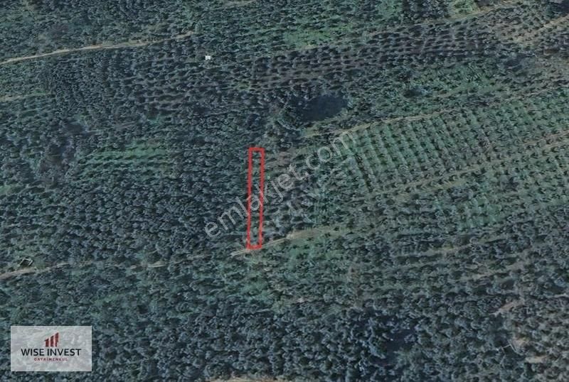 Karacaali De Küçük Parça Zeytinlik - Görsel 4