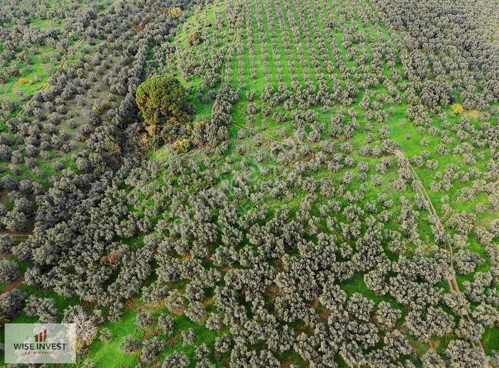 Karacaali De Küçük Parça Zeytinlik - Görsel 3