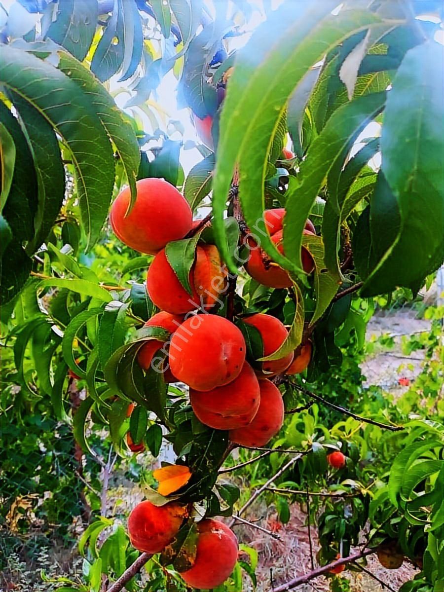 Güdül Güneycede Acil Müstakil Ev Fırsat 2675 M2 Arsalı Takaslı - Görsel 9