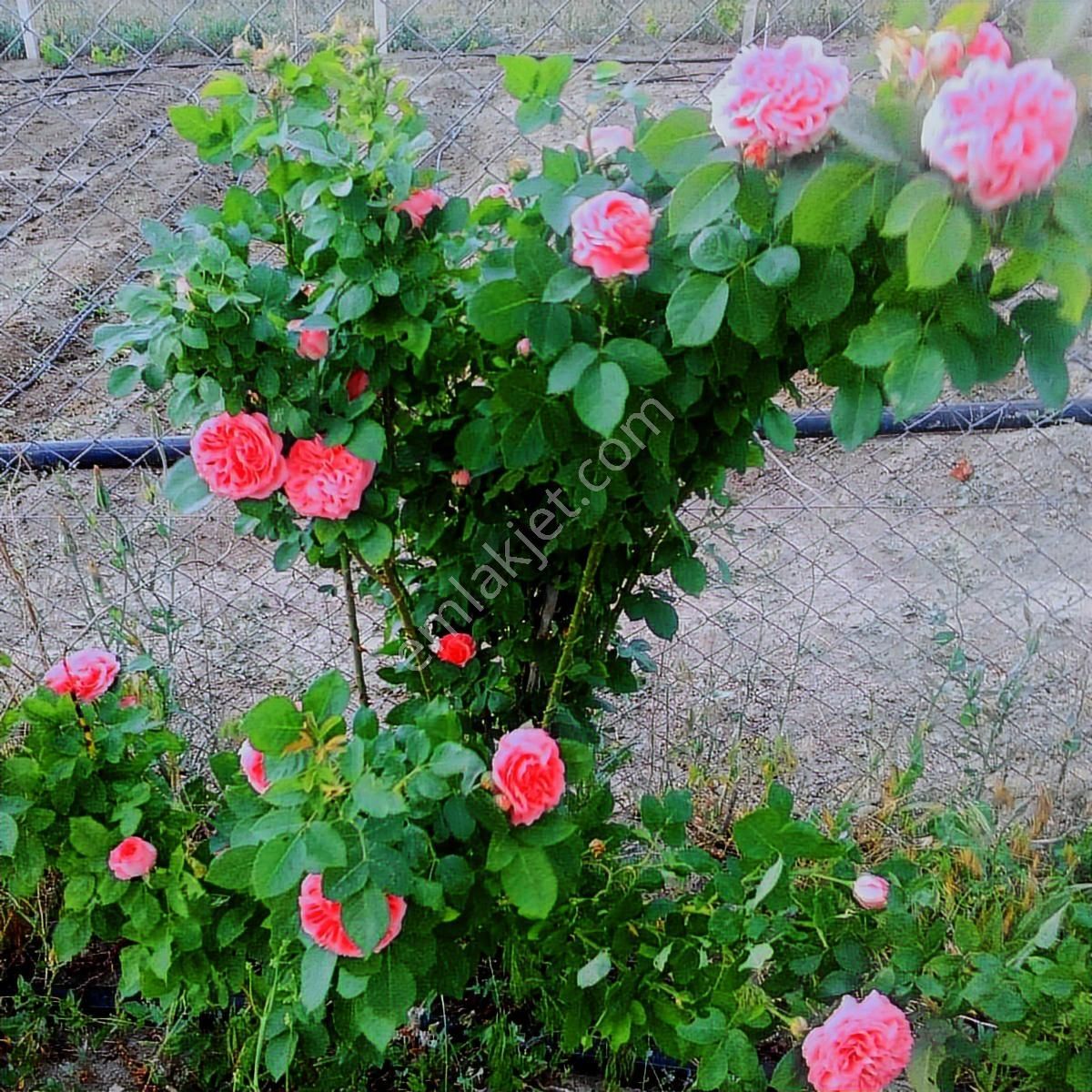 Güdül Güneycede Acil Müstakil Ev Fırsat 2675 M2 Arsalı Takaslı - Görsel 8