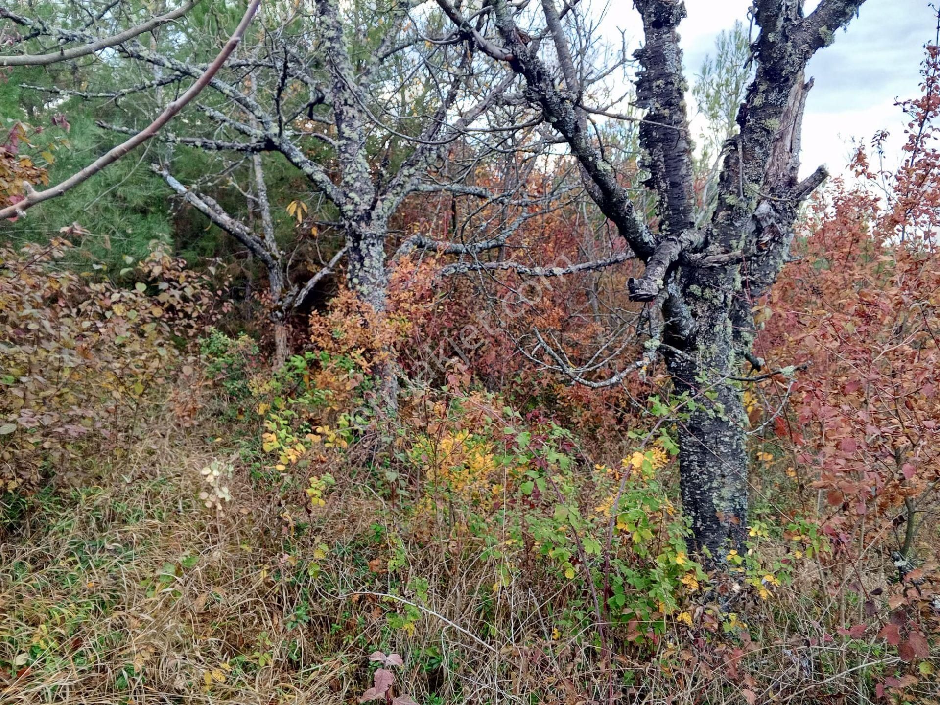 Yenişehir Mecidiyeköy'de Doğa Ve Göl Manzaralı 324,m2- Bahçe - Görsel 16