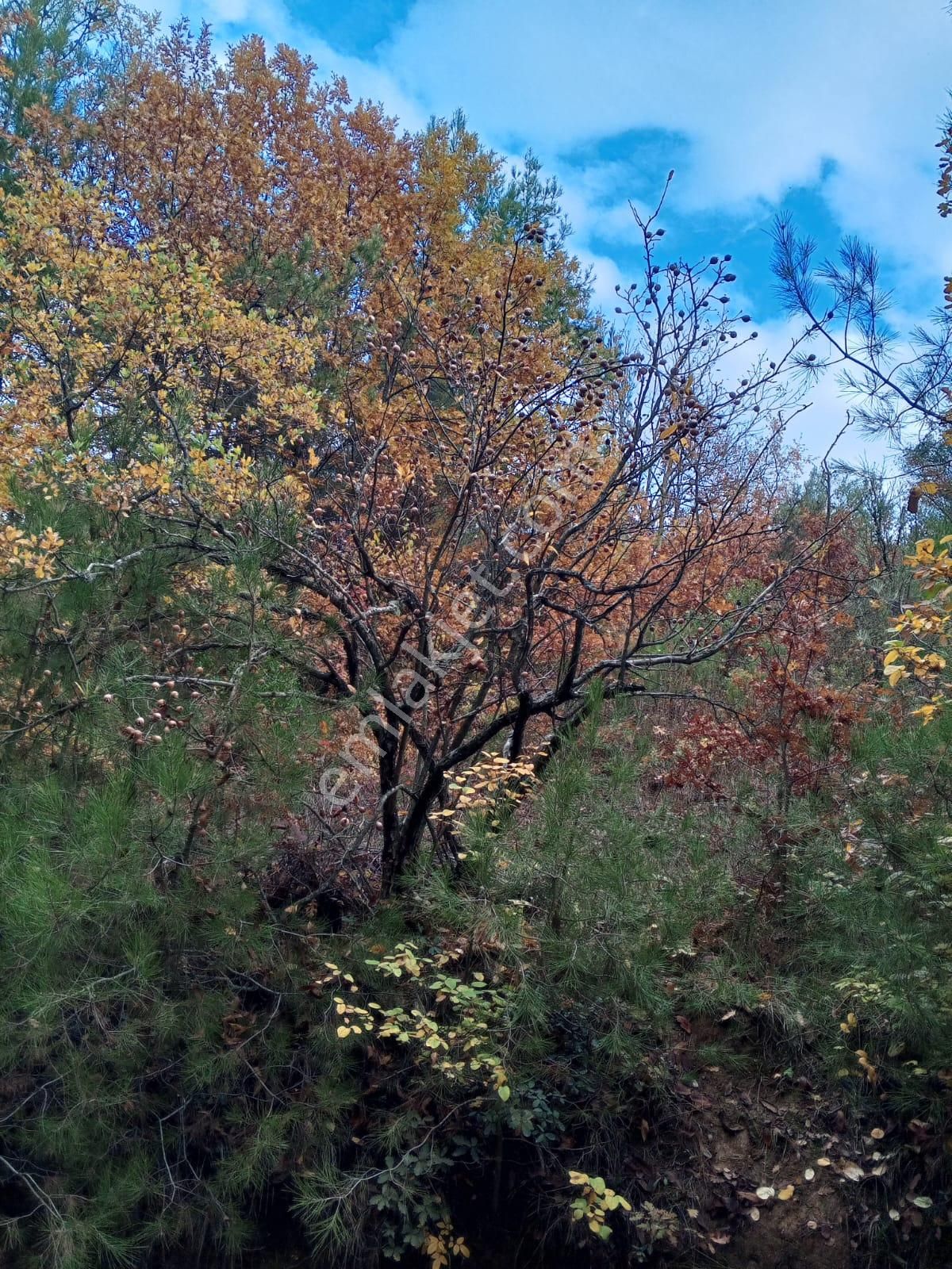 Yenişehir Mecidiyeköy'de Doğa Ve Göl Manzaralı 324,m2- Bahçe - Görsel 12