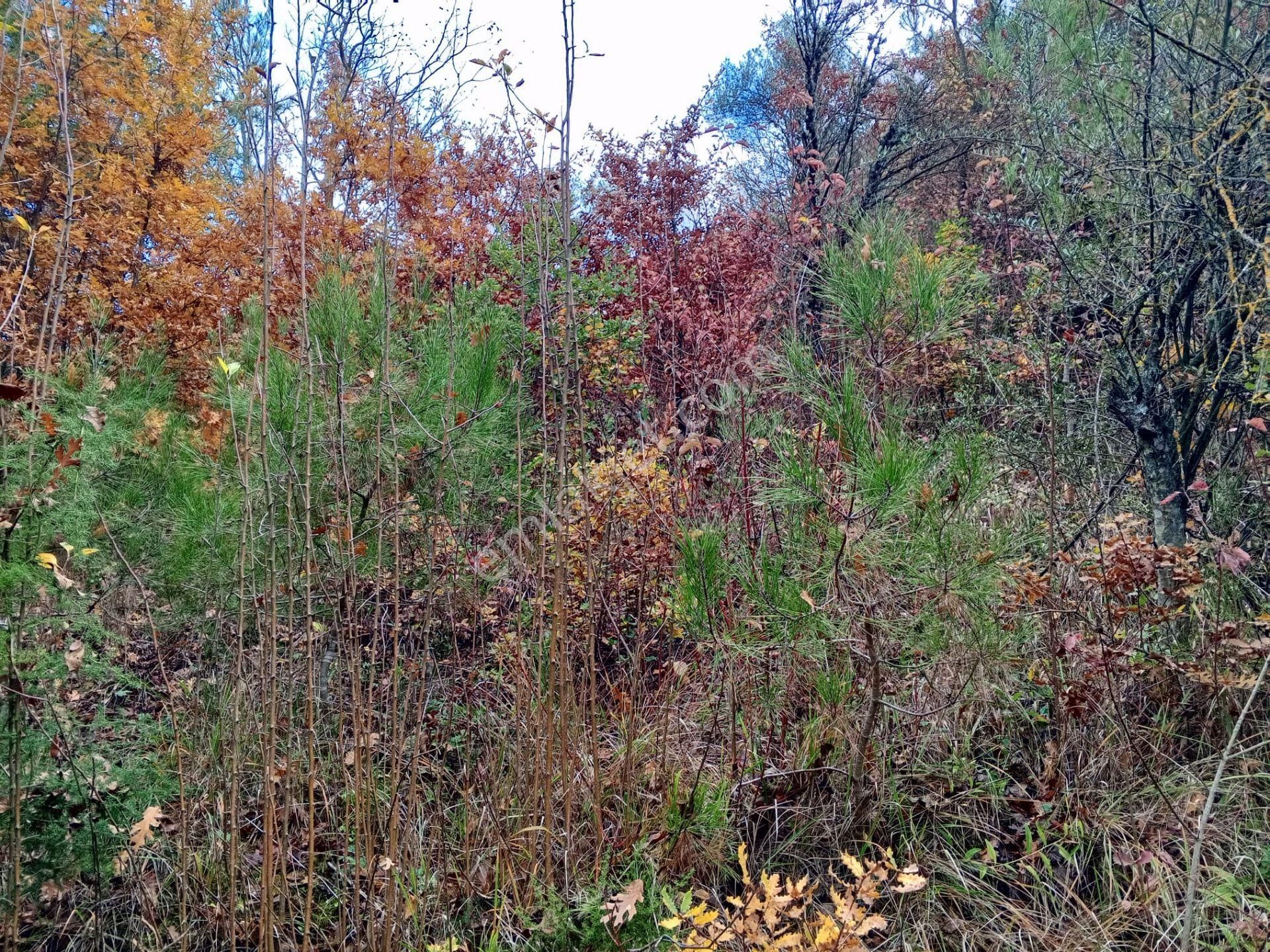 Yenişehir Mecidiyeköy'de Doğa Ve Göl Manzaralı 324,m2- Bahçe - Görsel 15