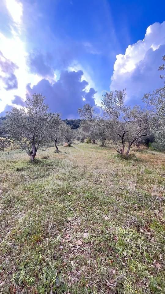 Kızılkeçili'de Manzaralı Zeytin Arazisi - Görsel 7