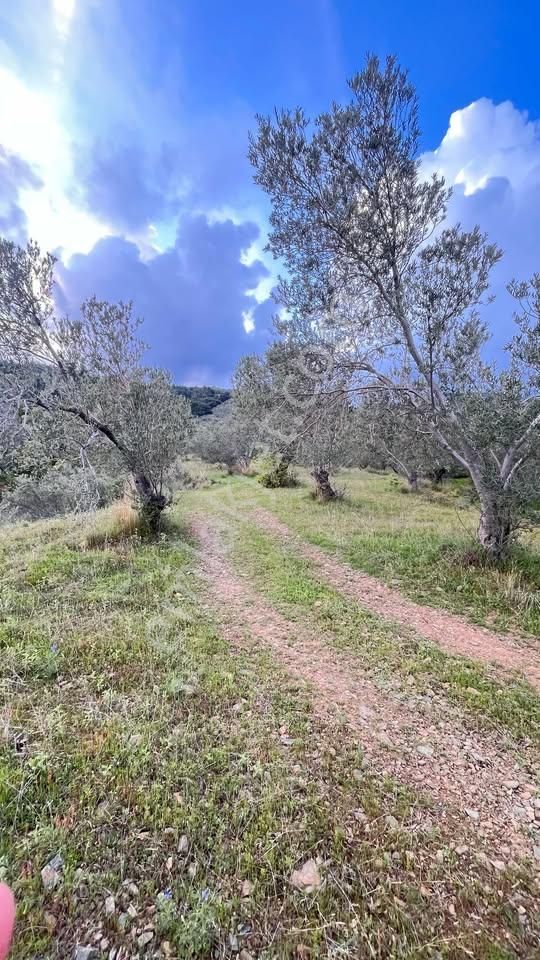 Kızılkeçili'de Manzaralı Zeytin Arazisi - Görsel 3