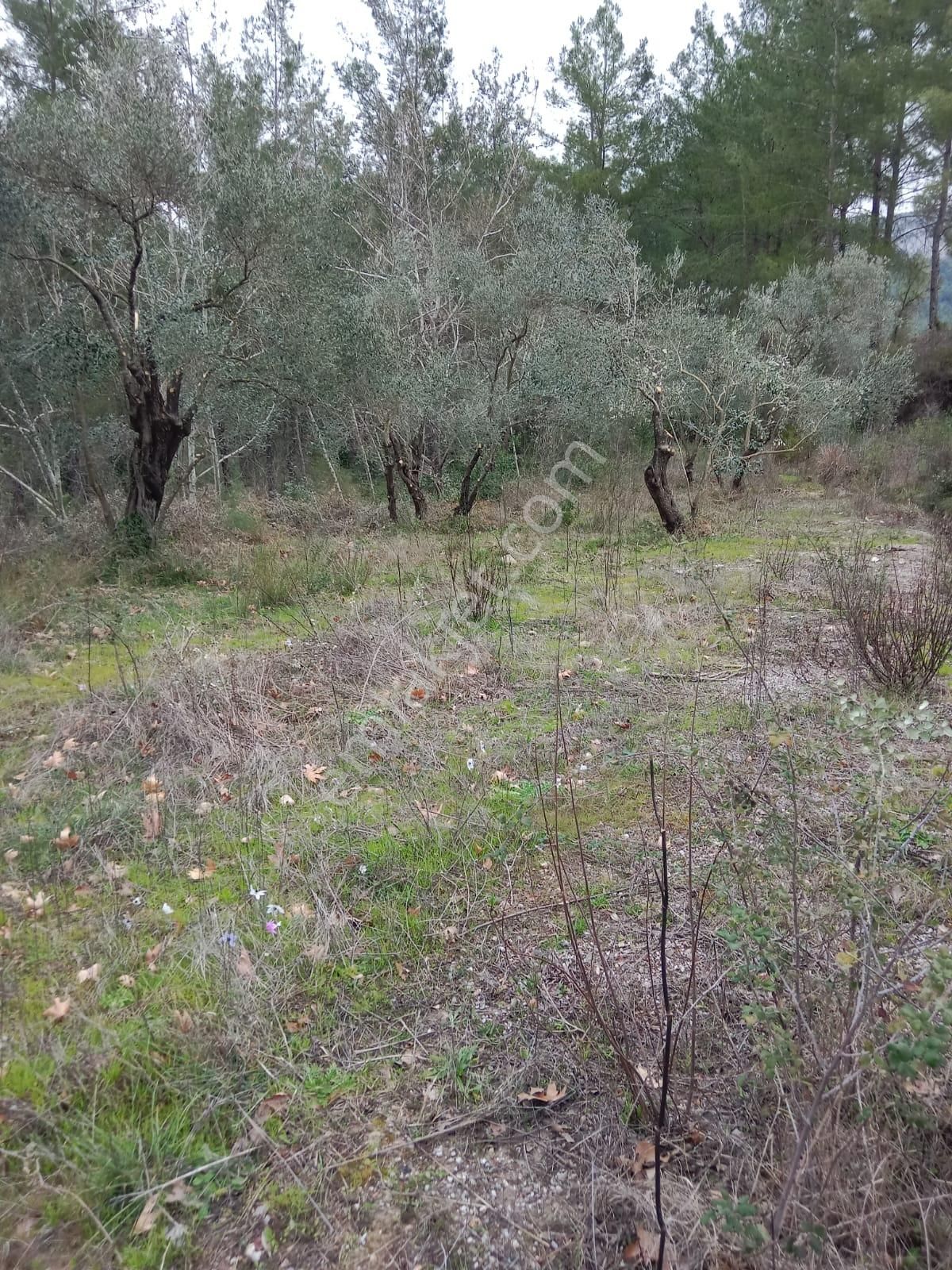 Stop’tan Dalaman Karacağaç *465 M2 Satılık Tarla* - Görsel 3