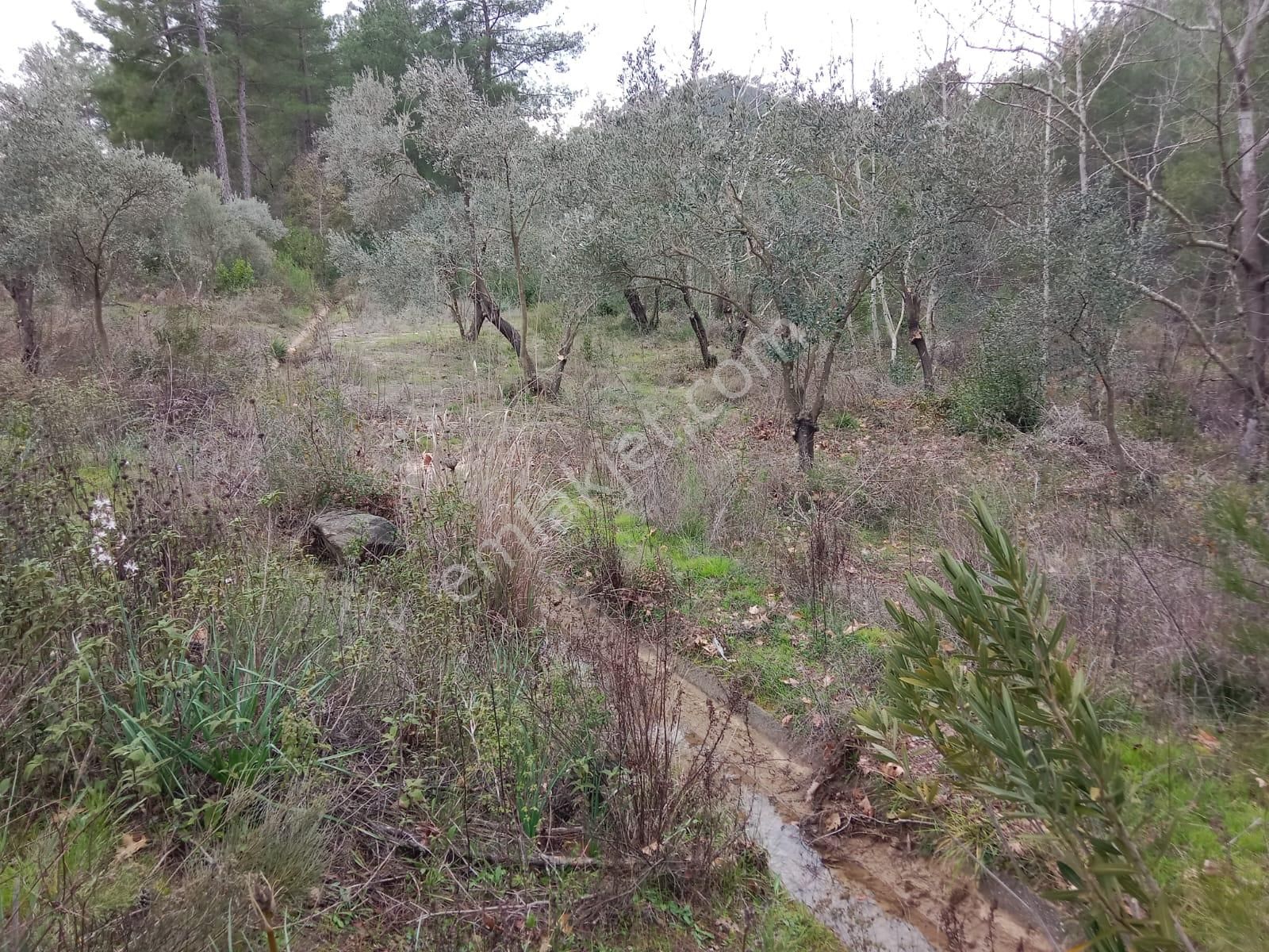 Stop’tan Dalaman Karacağaç *465 M2 Satılık Tarla* - Görsel 4
