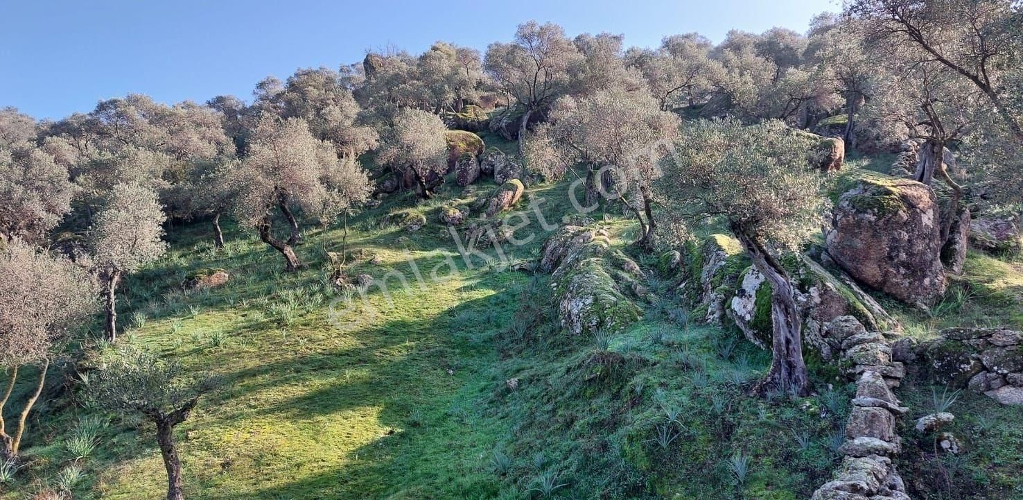 Çine'de Tek Tapulu Yola Sıfır 3660 M2 Yatırımlık Zeytinlik - Görsel 11