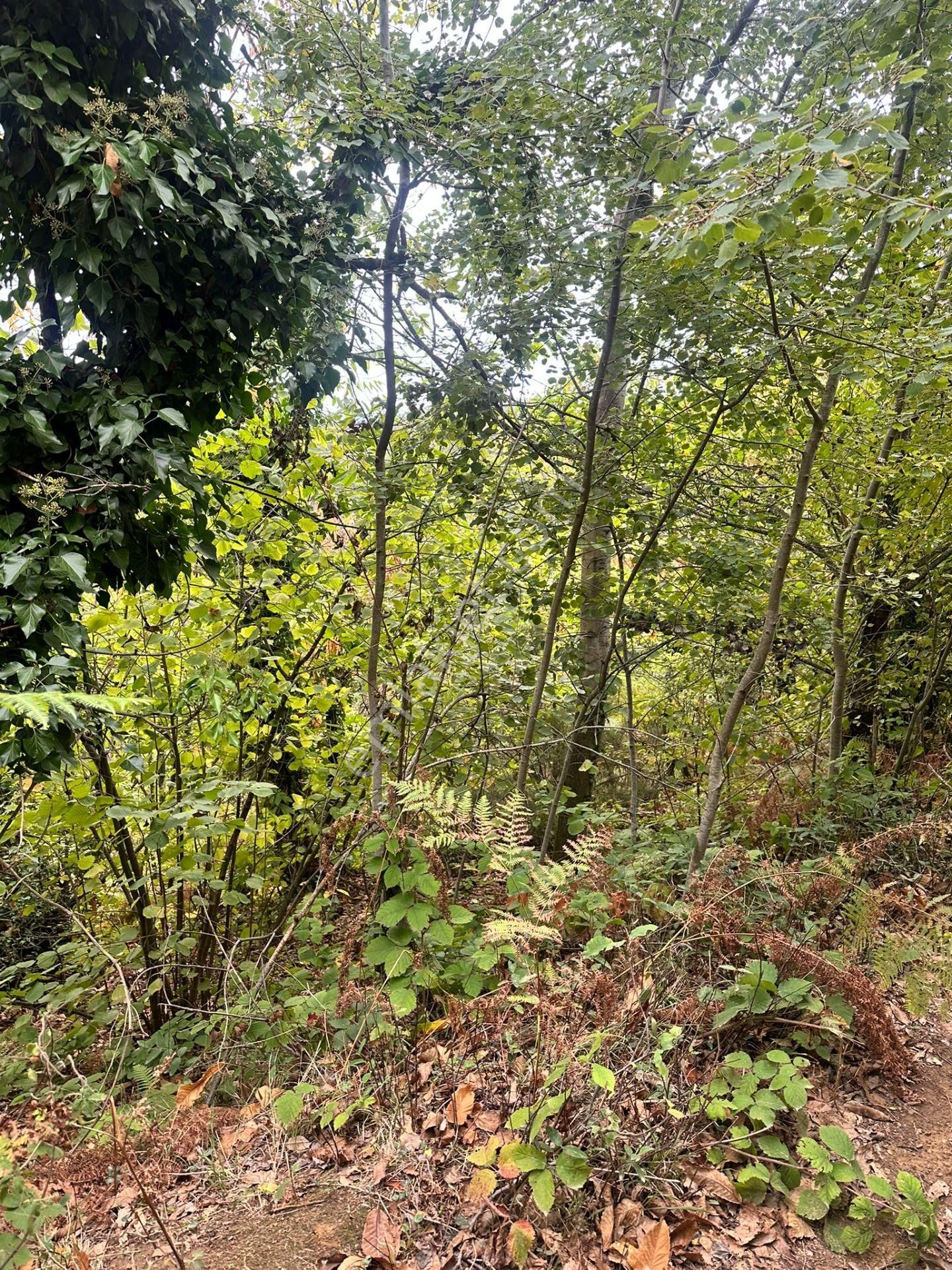 Kocaeli Gölcük Saraylı 3686 M2 Yollu Bağ Satılık - Görsel 7