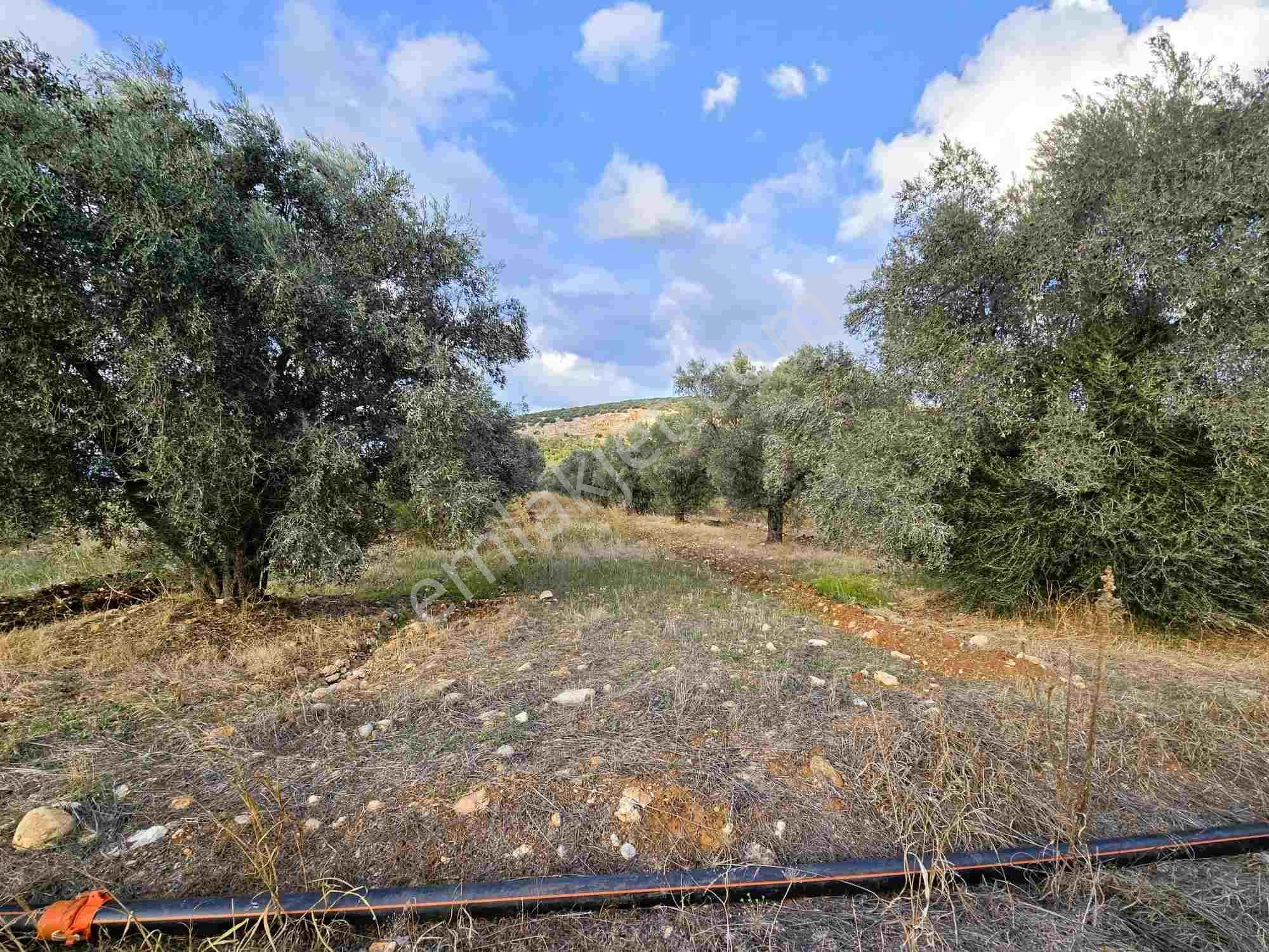 Mılas Ağaçlıhüyük'te Satılık Çıftlık Arazısı - Görsel 10