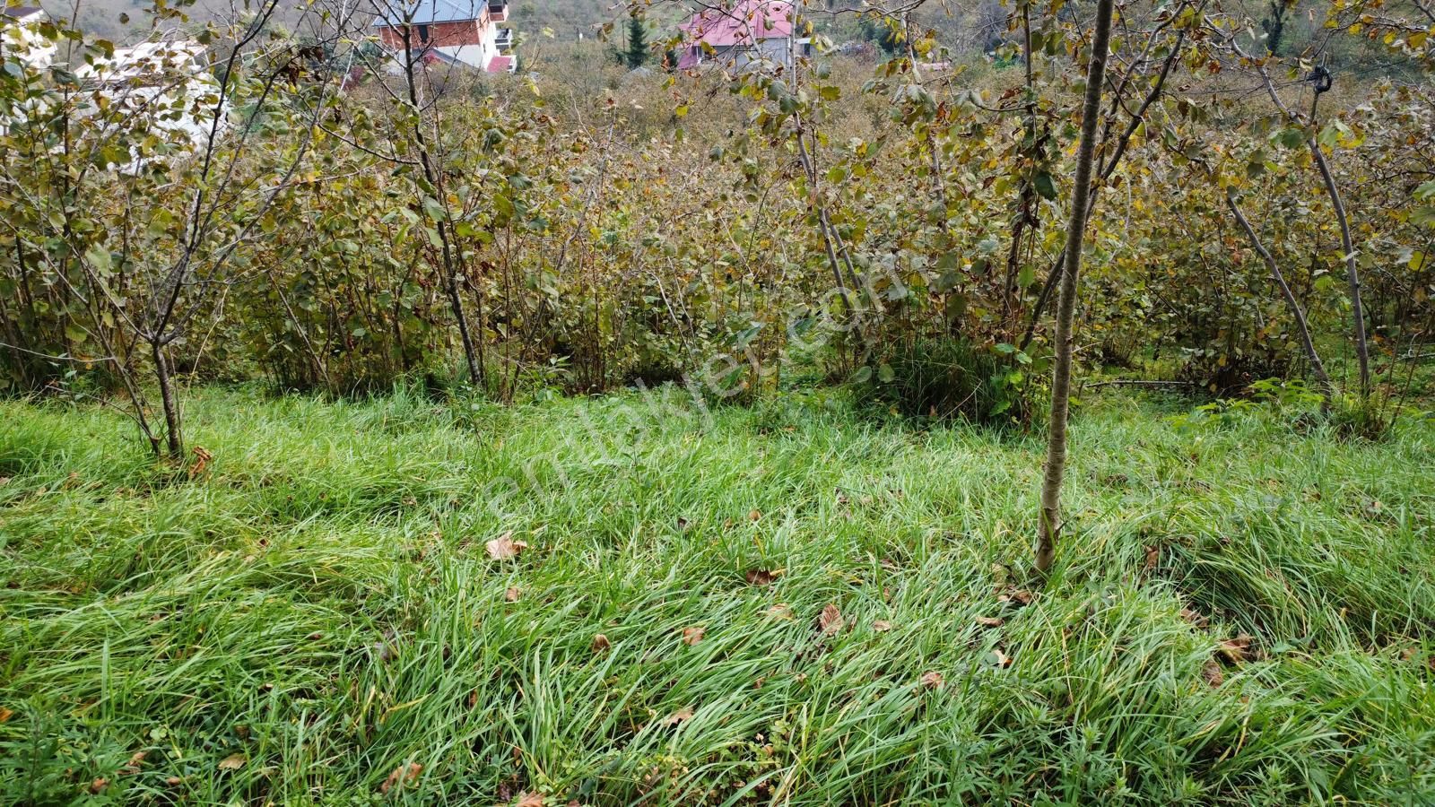 Trabzon'da Satılık Arazi - Görsel 29