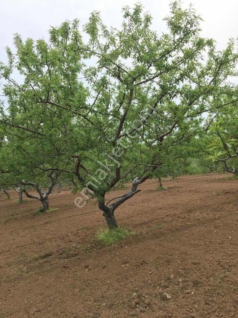 Yarış'da Yatırımlık "göl Manzaralı" Ceviz-badem Ağaçlı Tarla - Görsel 10