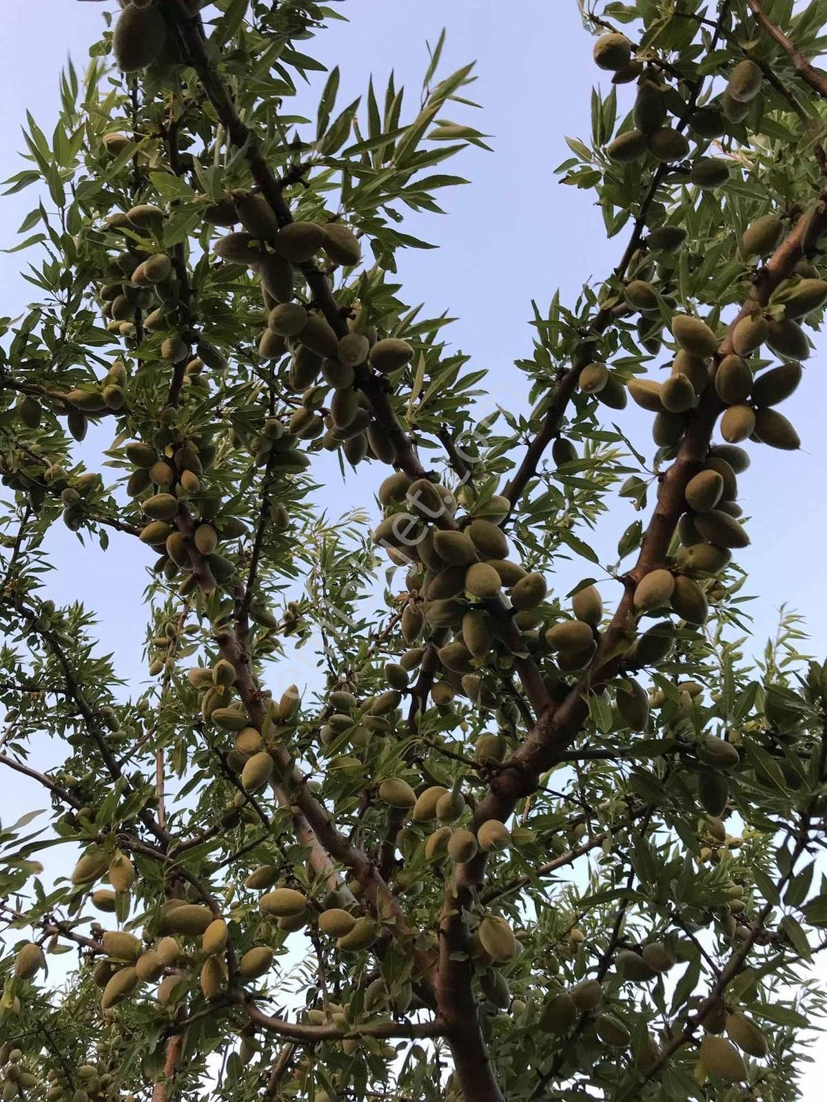 Yarış'da Yatırımlık "göl Manzaralı" Ceviz-badem Ağaçlı Tarla - Görsel 12