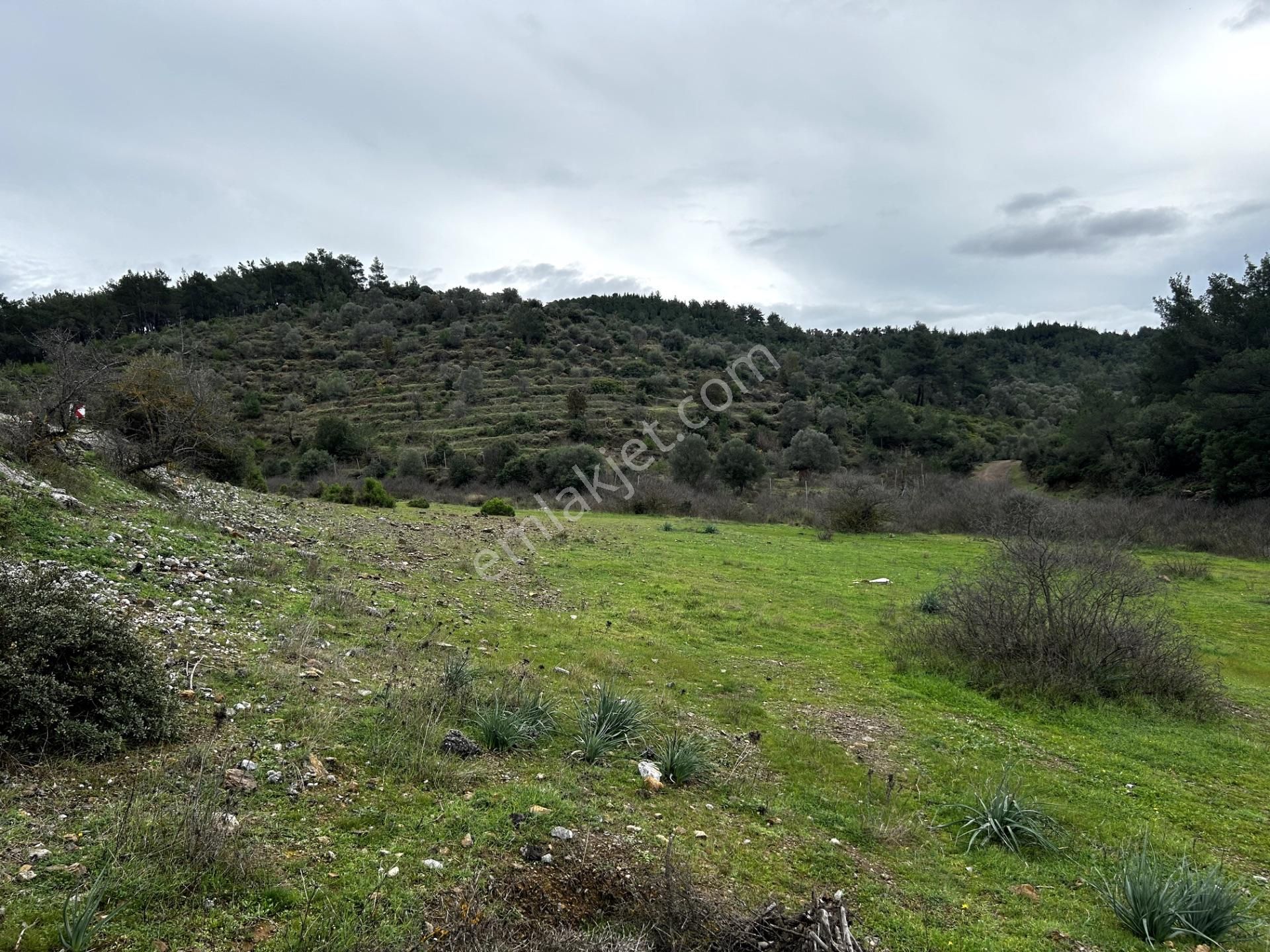 Seferihisar Orhanlı'da Villa Komşulu, Cadde Cepheli 8.227 M² Tarla! - Görsel 5