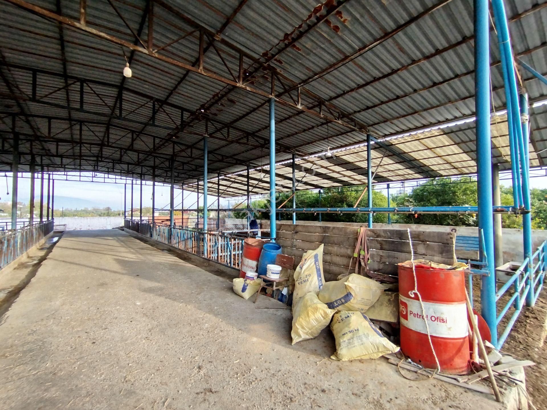 Sultanhisar Atça'da Hazır Kurulu Resmi Ruhsatlı Hayvan Çiftliği - Görsel 3