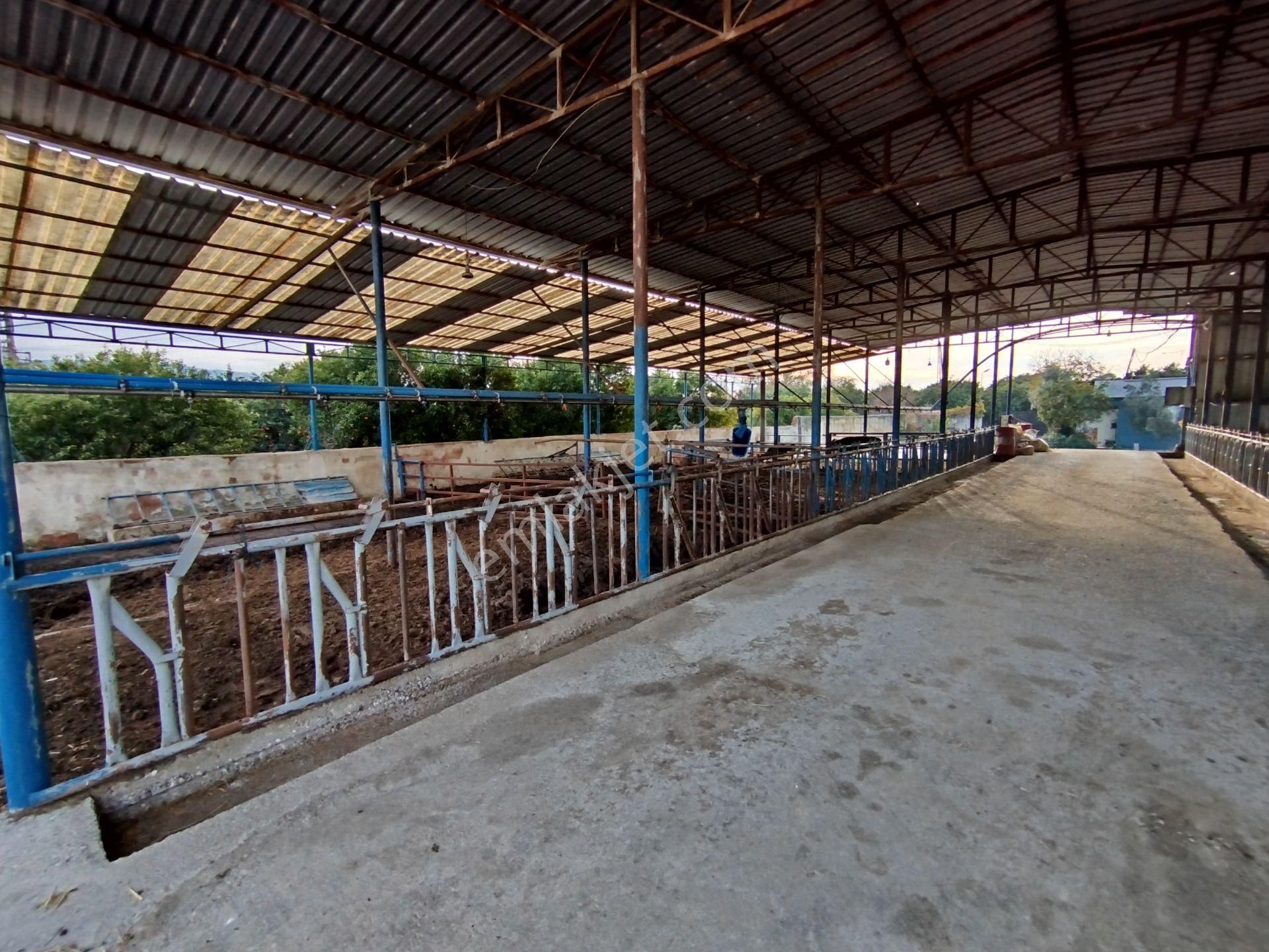 Sultanhisar Atça'da Hazır Kurulu Resmi Ruhsatlı Hayvan Çiftliği - Görsel 12