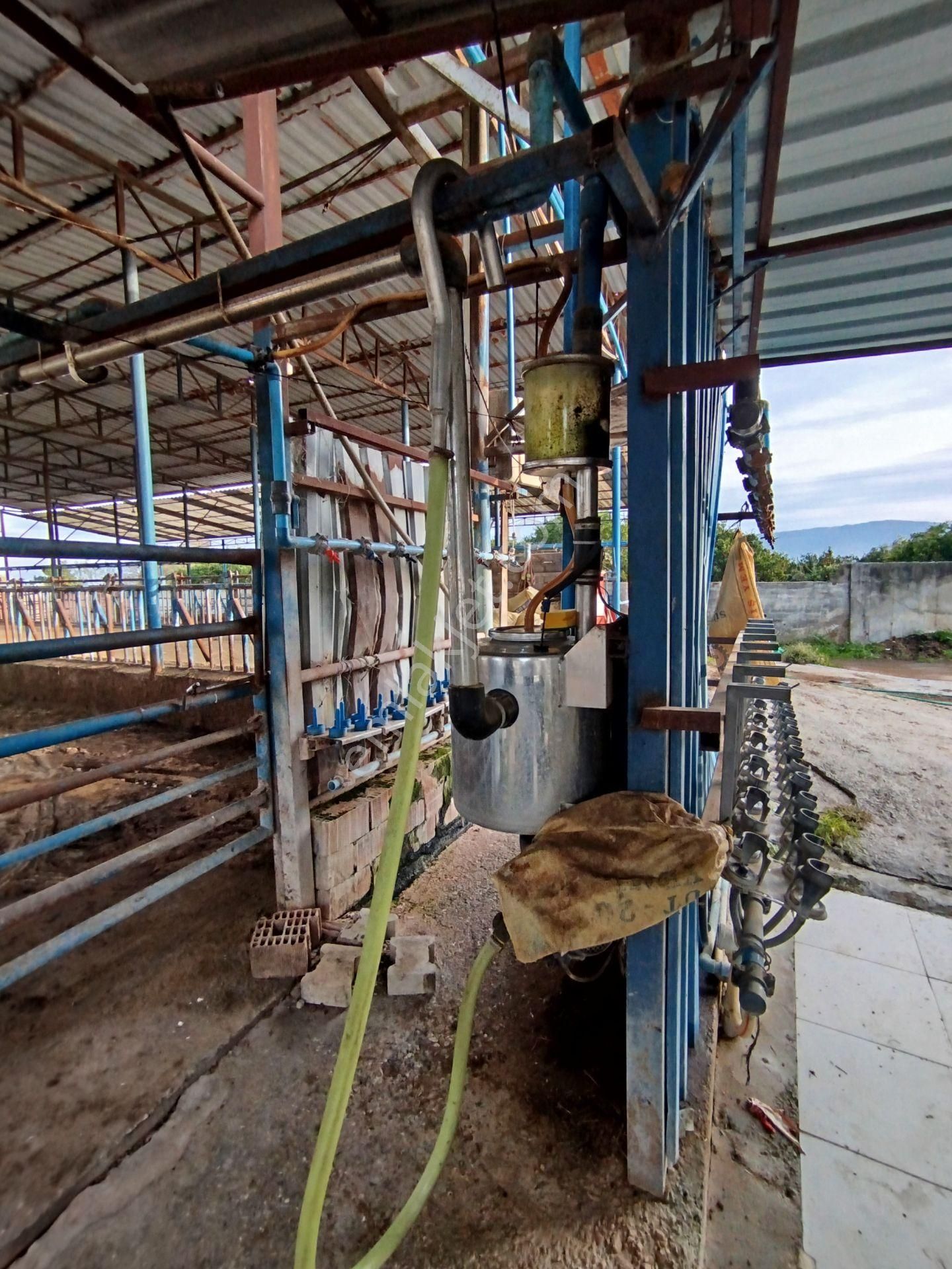 Sultanhisar Atça'da Hazır Kurulu Resmi Ruhsatlı Hayvan Çiftliği - Görsel 20