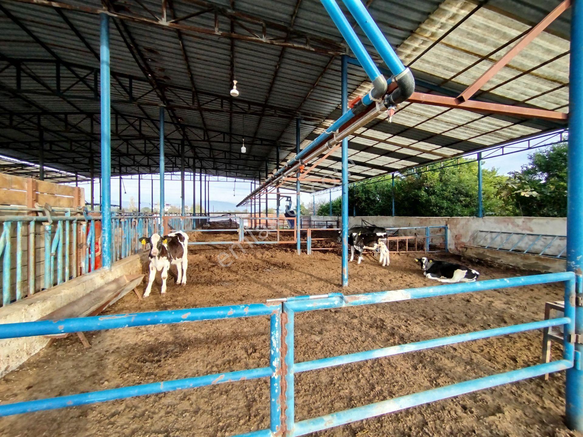 Sultanhisar Atça'da Hazır Kurulu Resmi Ruhsatlı Hayvan Çiftliği - Görsel 4