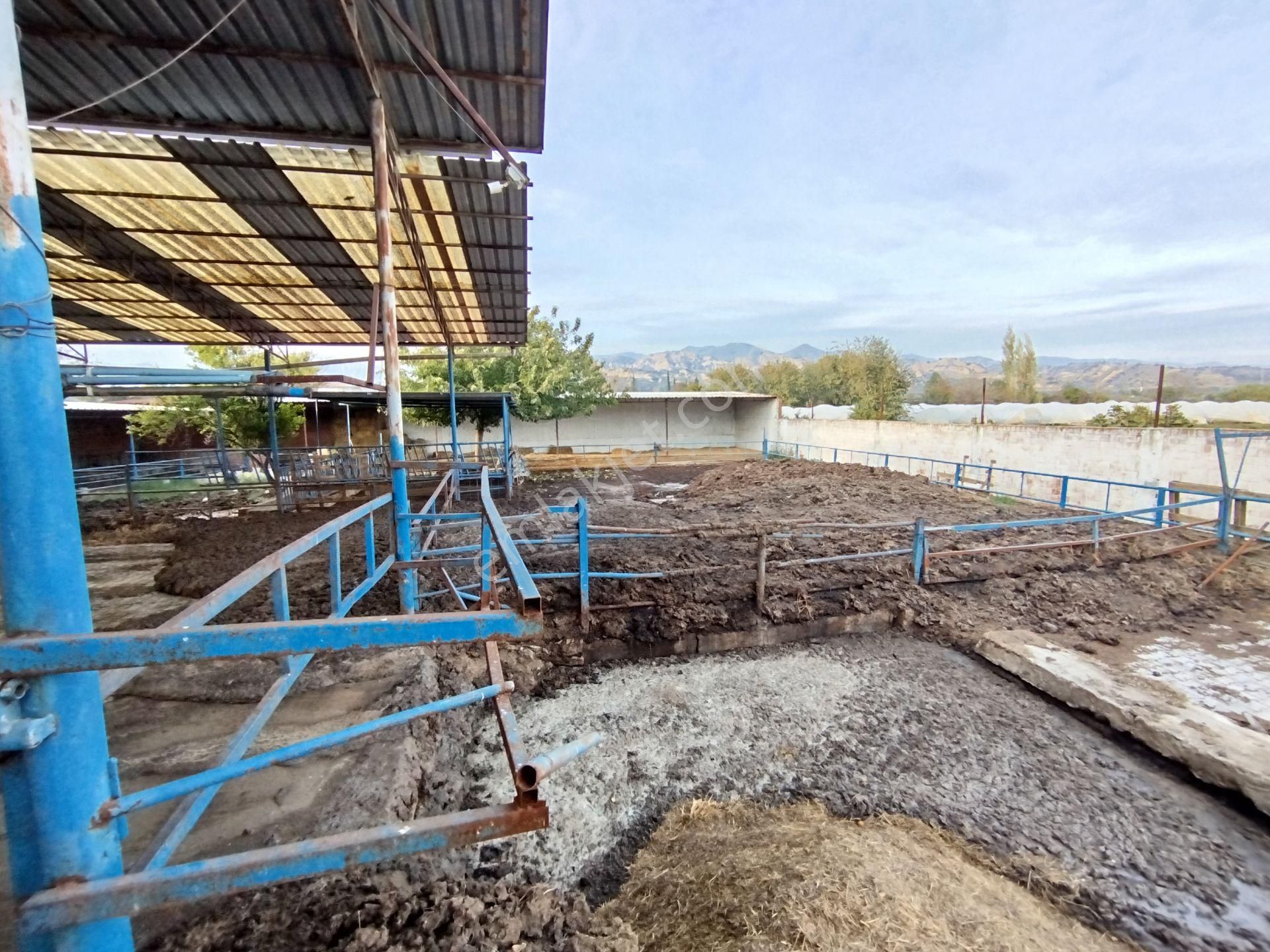 Sultanhisar Atça'da Hazır Kurulu Resmi Ruhsatlı Hayvan Çiftliği - Görsel 15