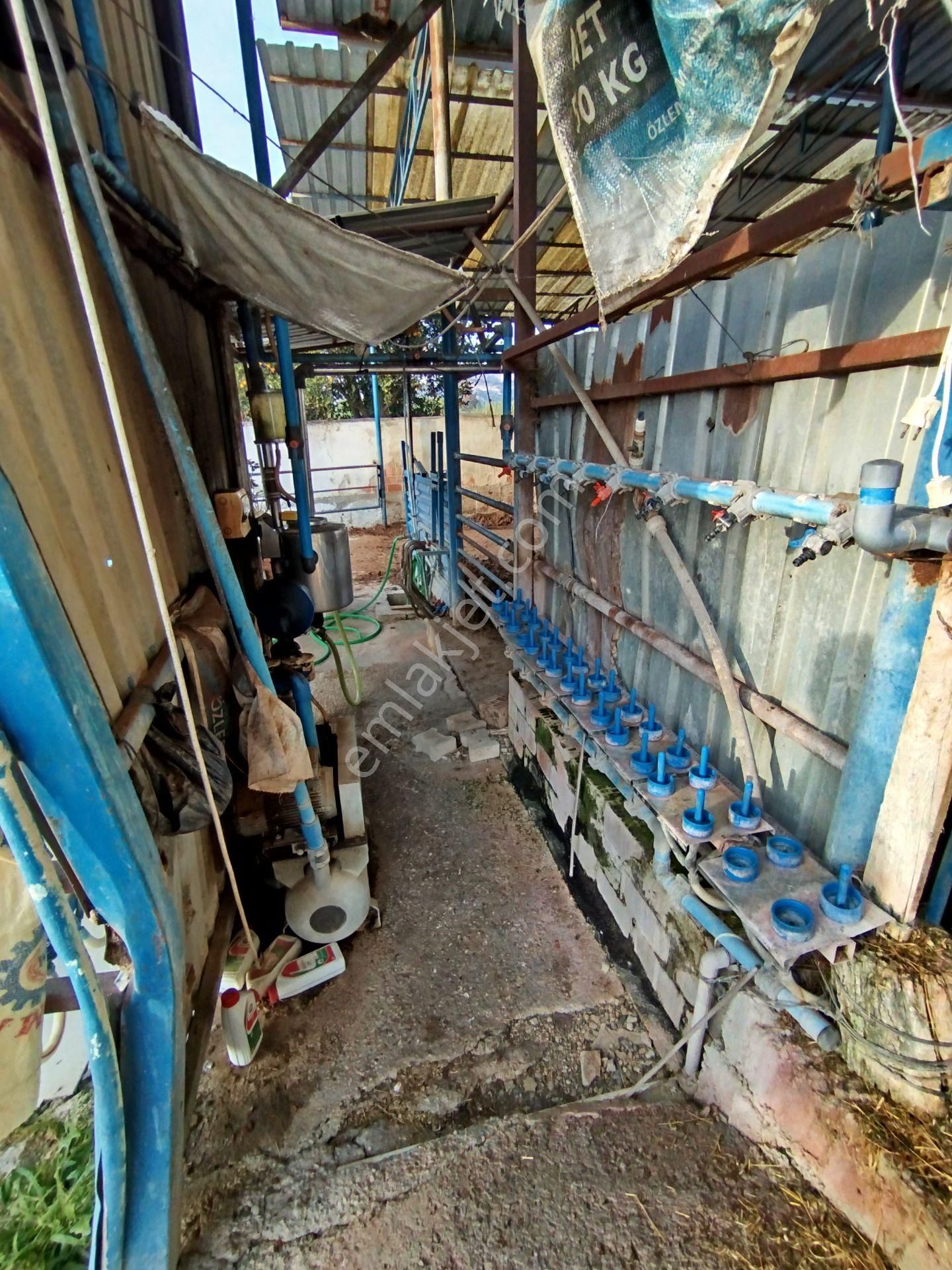 Sultanhisar Atça'da Hazır Kurulu Resmi Ruhsatlı Hayvan Çiftliği - Görsel 19