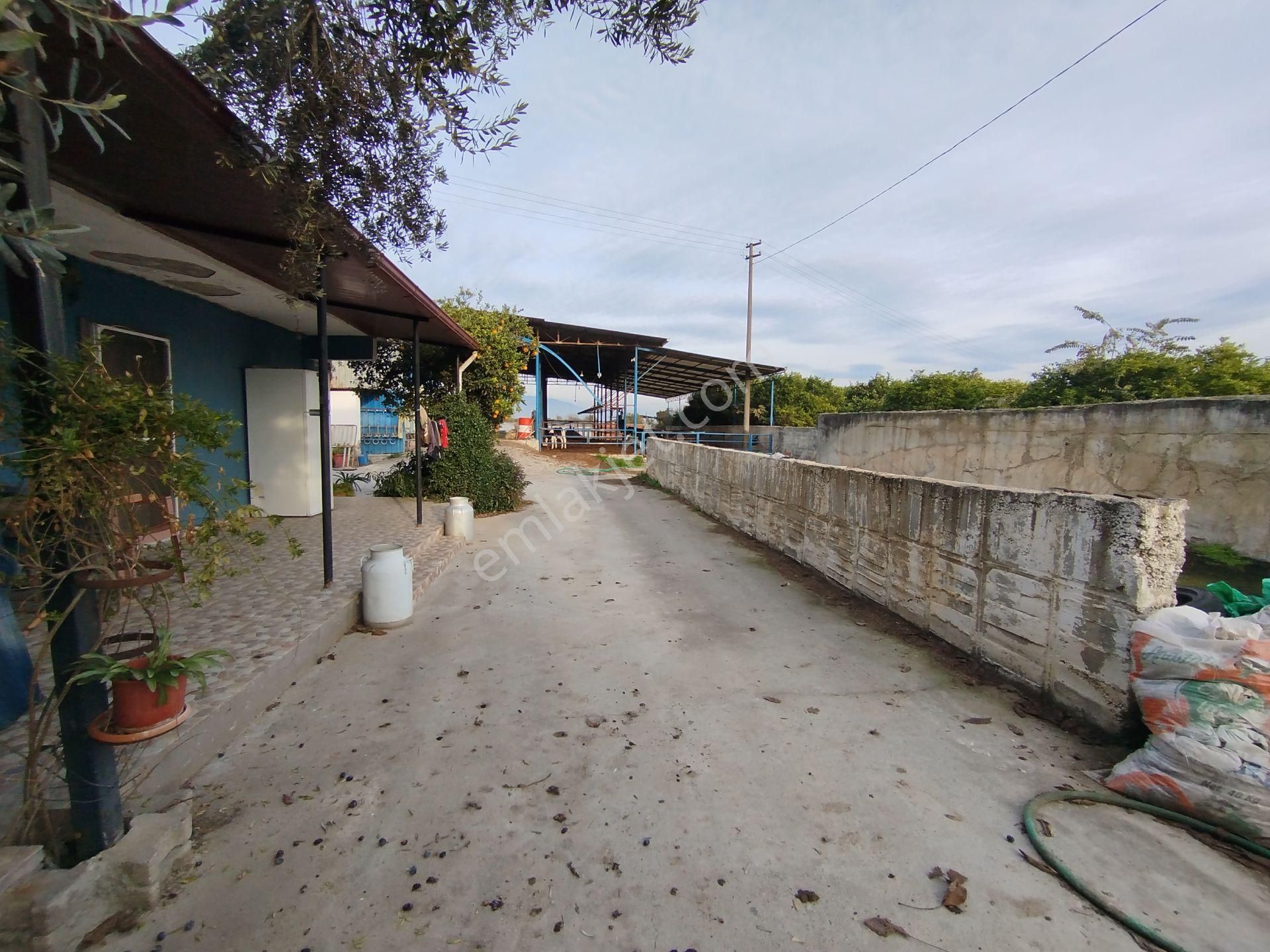 Sultanhisar Atça'da Hazır Kurulu Resmi Ruhsatlı Hayvan Çiftliği - Görsel 26