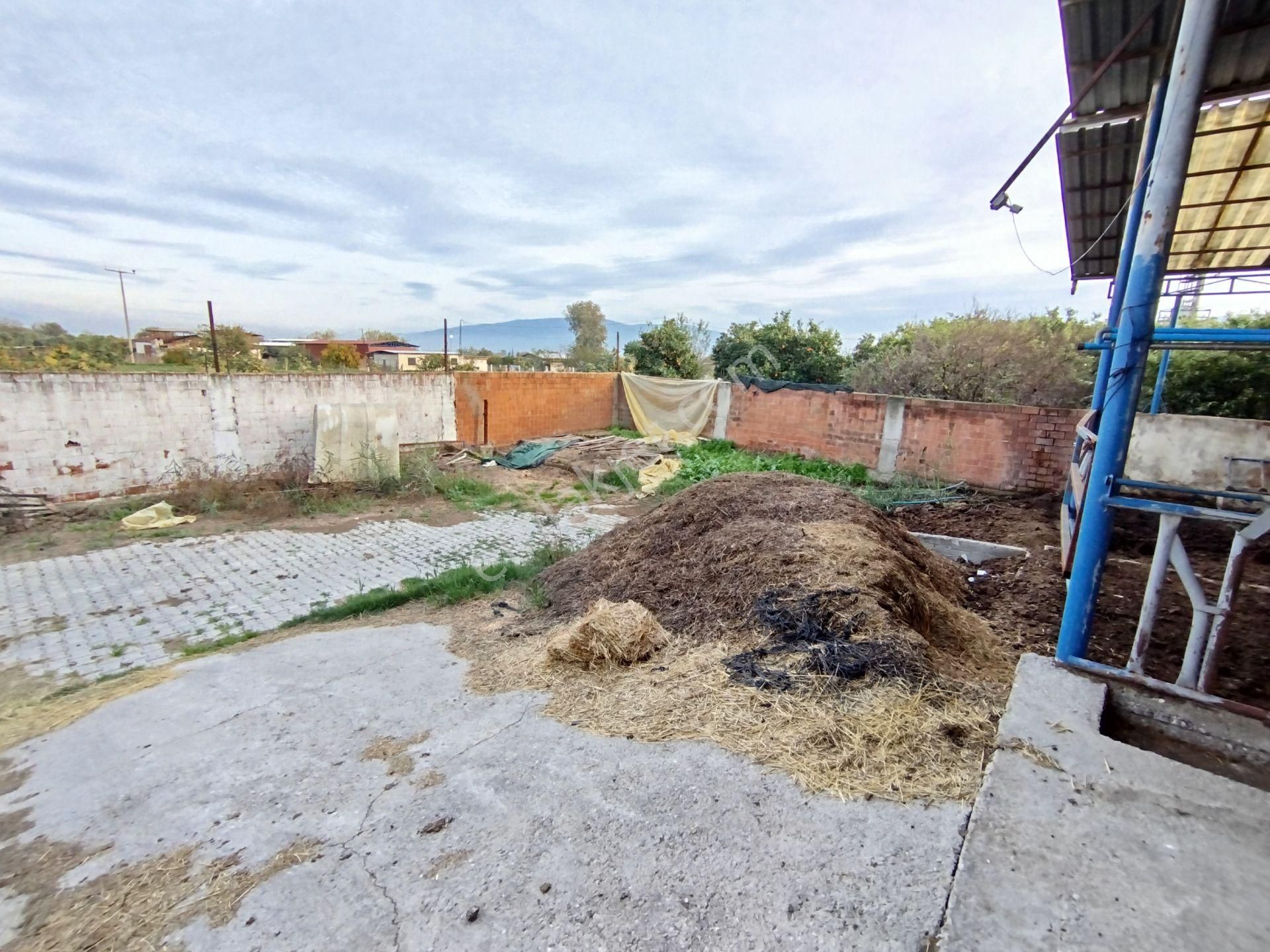 Sultanhisar Atça'da Hazır Kurulu Resmi Ruhsatlı Hayvan Çiftliği - Görsel 14