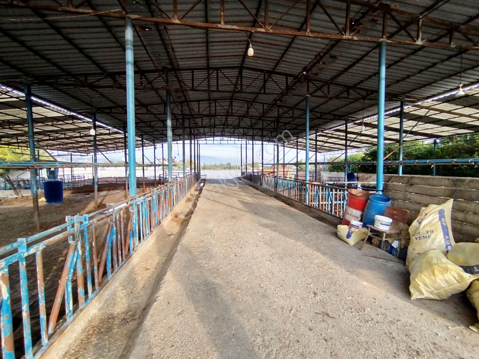 Sultanhisar Atça'da Hazır Kurulu Resmi Ruhsatlı Hayvan Çiftliği