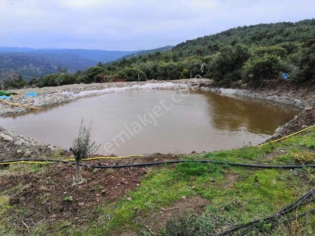 Bergamada 4125 M2 İçinde Doğa Manzaralı Ruhsatlı Satılık Çiftlik - Görsel 6