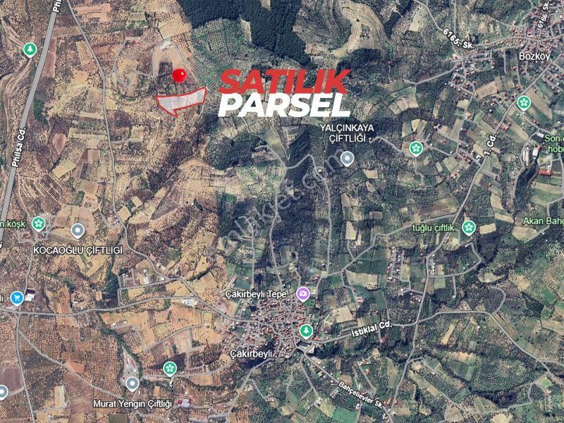 İzmır Torbalı Çakırbeylı'de Satılık Zeytınlık - Görsel 2