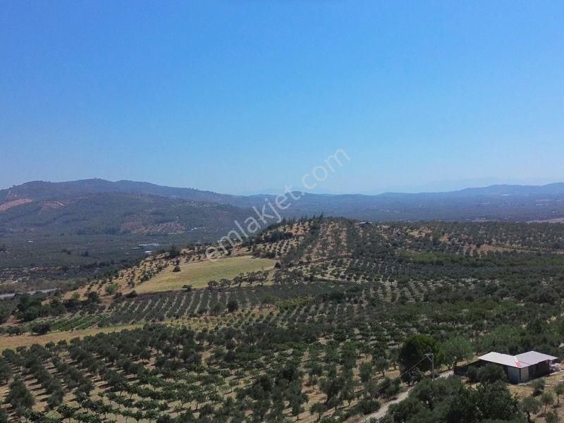 İzmır Torbalı Çakırbeylı'de Satılık Zeytınlık - Görsel 3