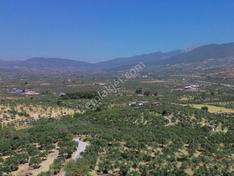 İzmır Torbalı Çakırbeylı'de Satılık Zeytınlık - Görsel 8