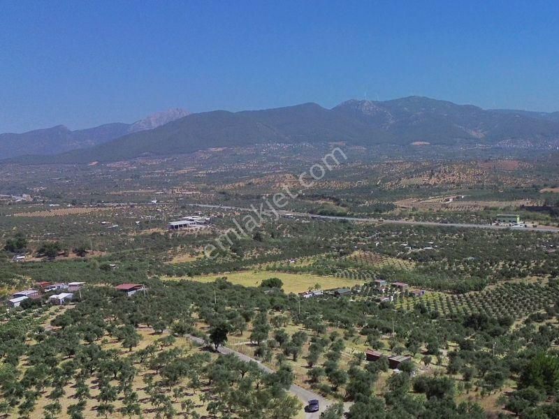 İzmır Torbalı Çakırbeylı'de Satılık Zeytınlık - Görsel 6