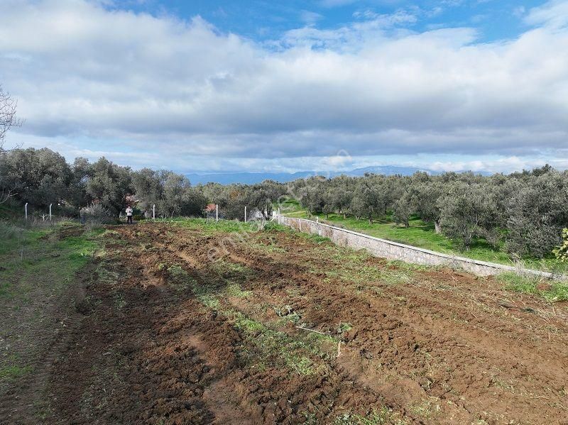 Körfezin İncisi Taylıeli Köyünde Satılık 1168m2 Bahçe Tapulu Arazi - Görsel 5