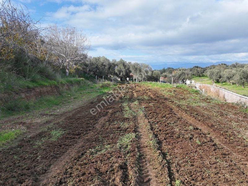 Körfezin İncisi Taylıeli Köyünde Satılık 1168m2 Bahçe Tapulu Arazi - Görsel 3