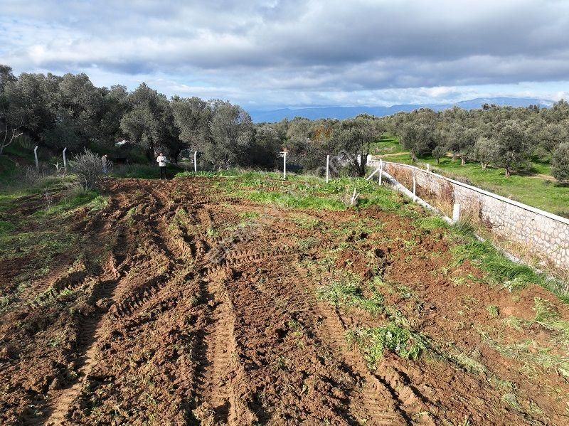 Körfezin İncisi Taylıeli Köyünde Satılık 1168m2 Bahçe Tapulu Arazi - Görsel 8