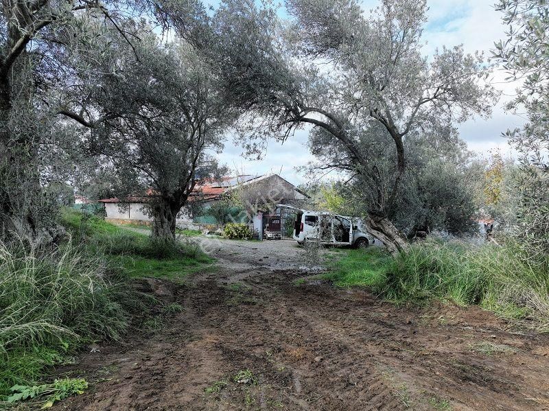 Körfezin İncisi Taylıeli Köyünde Satılık 1168m2 Bahçe Tapulu Arazi - Görsel 20