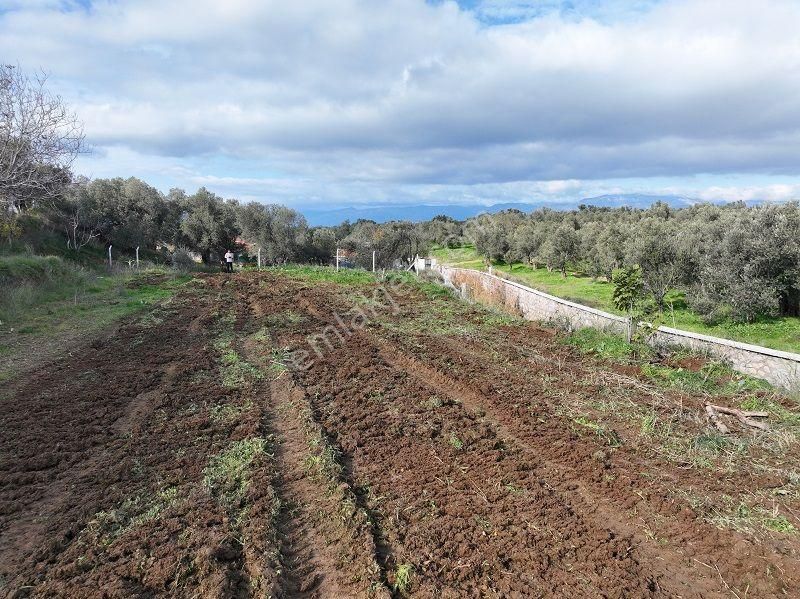 Körfezin İncisi Taylıeli Köyünde Satılık 1168m2 Bahçe Tapulu Arazi - Görsel 4