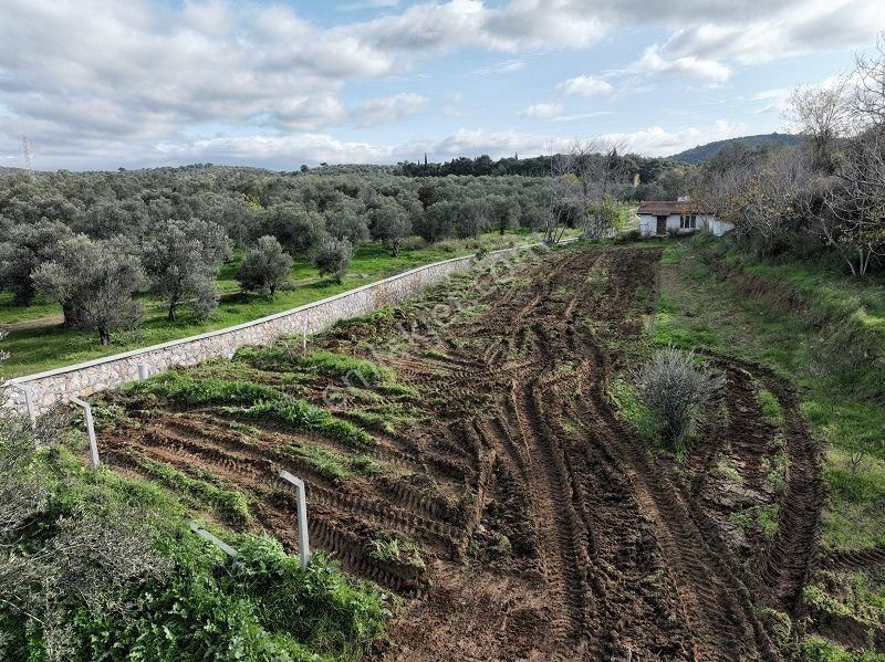 Körfezin İncisi Taylıeli Köyünde Satılık 1168m2 Bahçe Tapulu Arazi