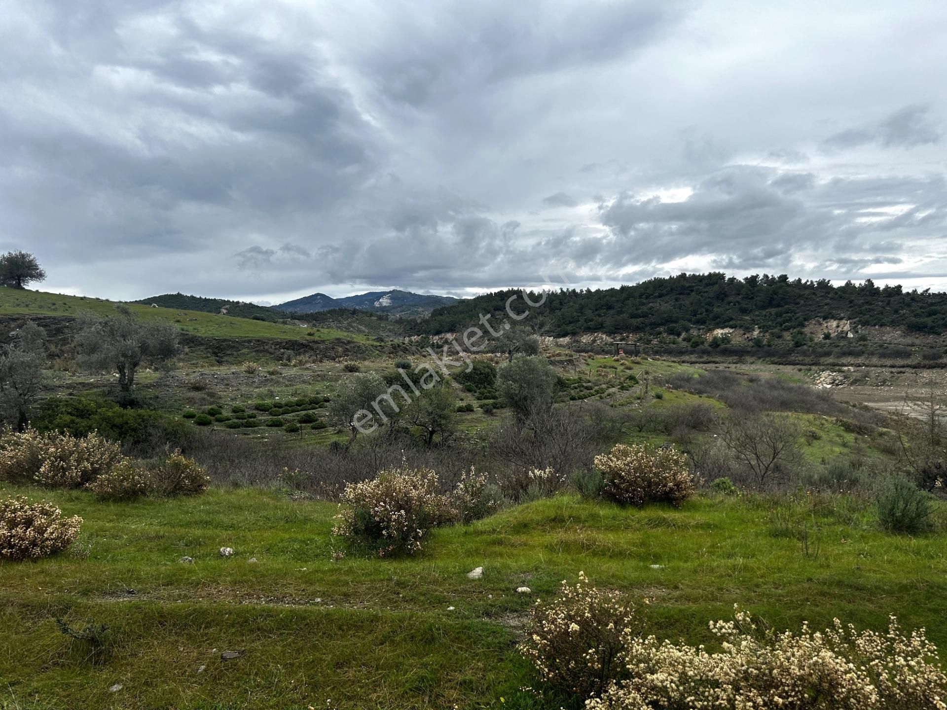 Doğanın Kalbinde, Göl Manzarasına Uyanacağınız 12 Dönüm Zeytinlik - Görsel 4