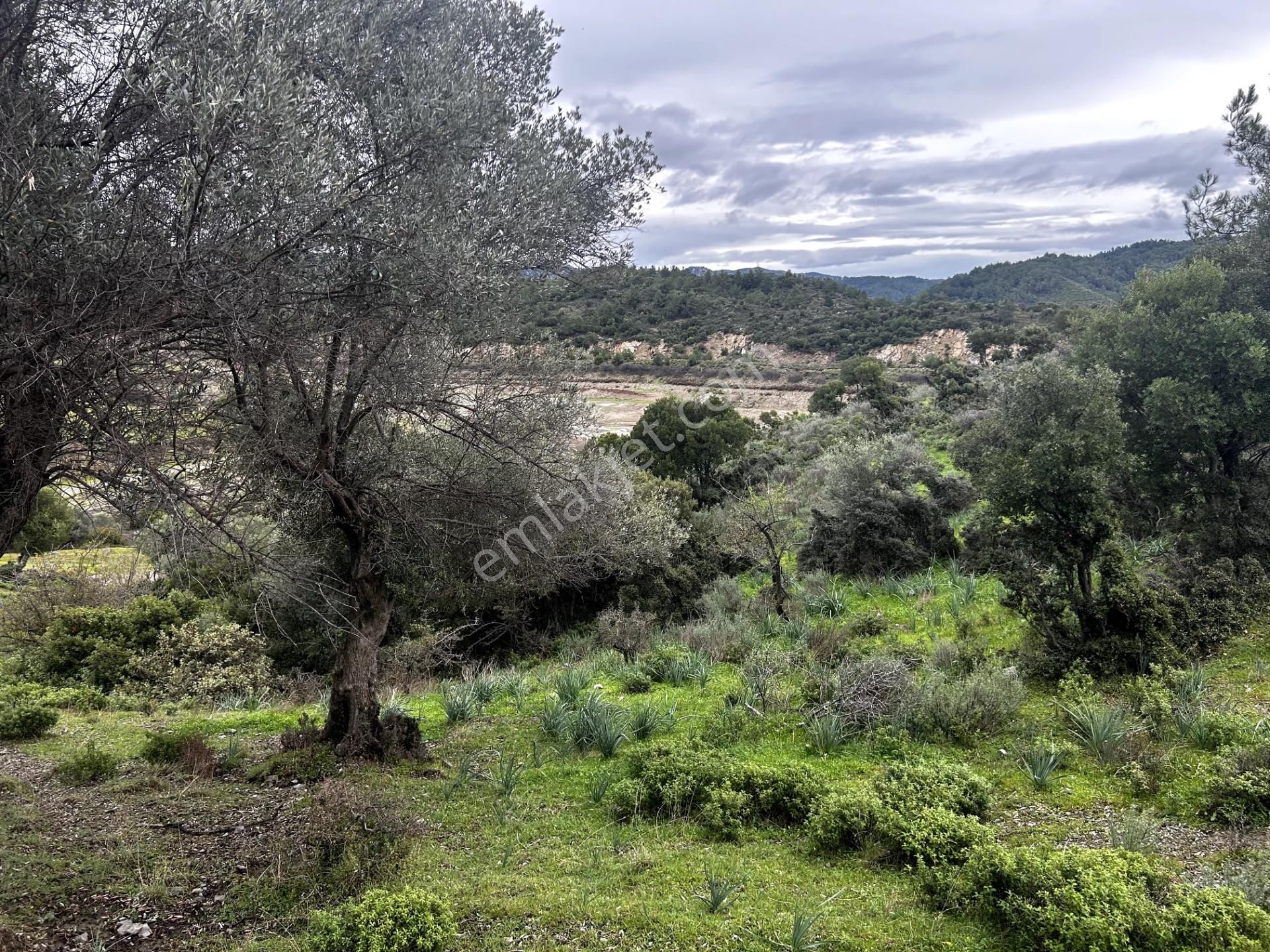 Doğanın Kalbinde, Göl Manzarasına Uyanacağınız 12 Dönüm Zeytinlik - Görsel 17