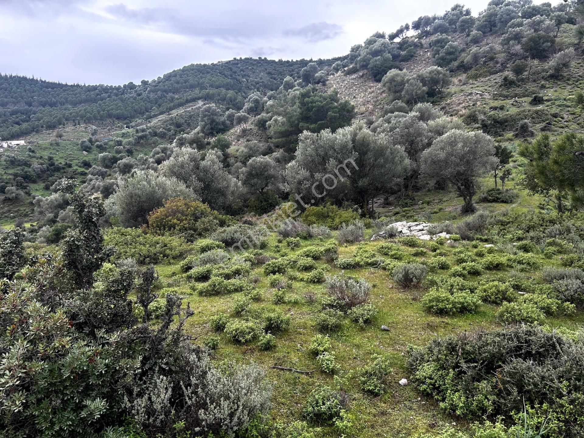 Doğanın Kalbinde, Göl Manzarasına Uyanacağınız 12 Dönüm Zeytinlik - Görsel 23