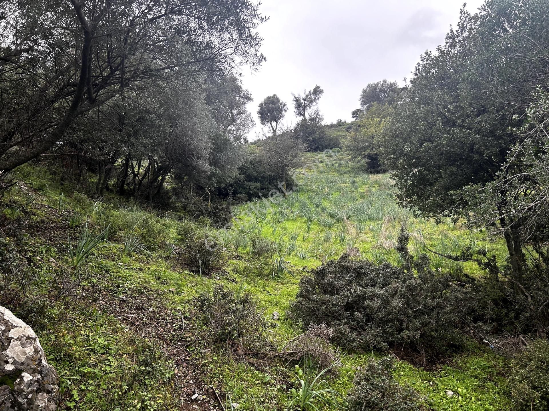 Doğanın Kalbinde, Göl Manzarasına Uyanacağınız 12 Dönüm Zeytinlik - Görsel 10