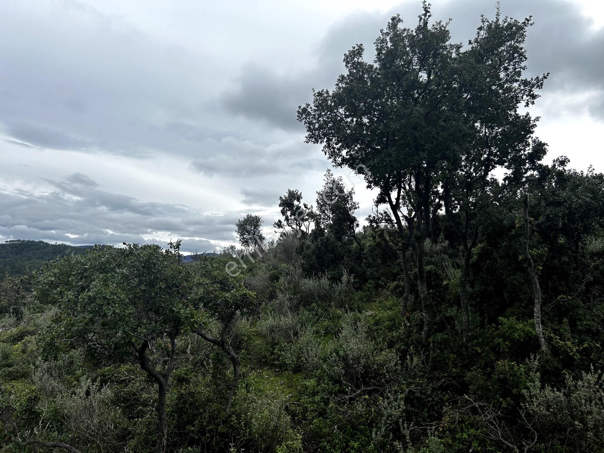 Doğanın Kalbinde, Göl Manzarasına Uyanacağınız 12 Dönüm Zeytinlik - Görsel 29